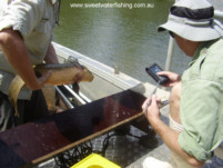 Tags are inserted under the skin. These can be scanned if the fish is recaptured.