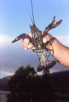 REdclaw Crayfish
