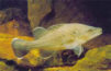 Click for larger picture of Trout Cod
